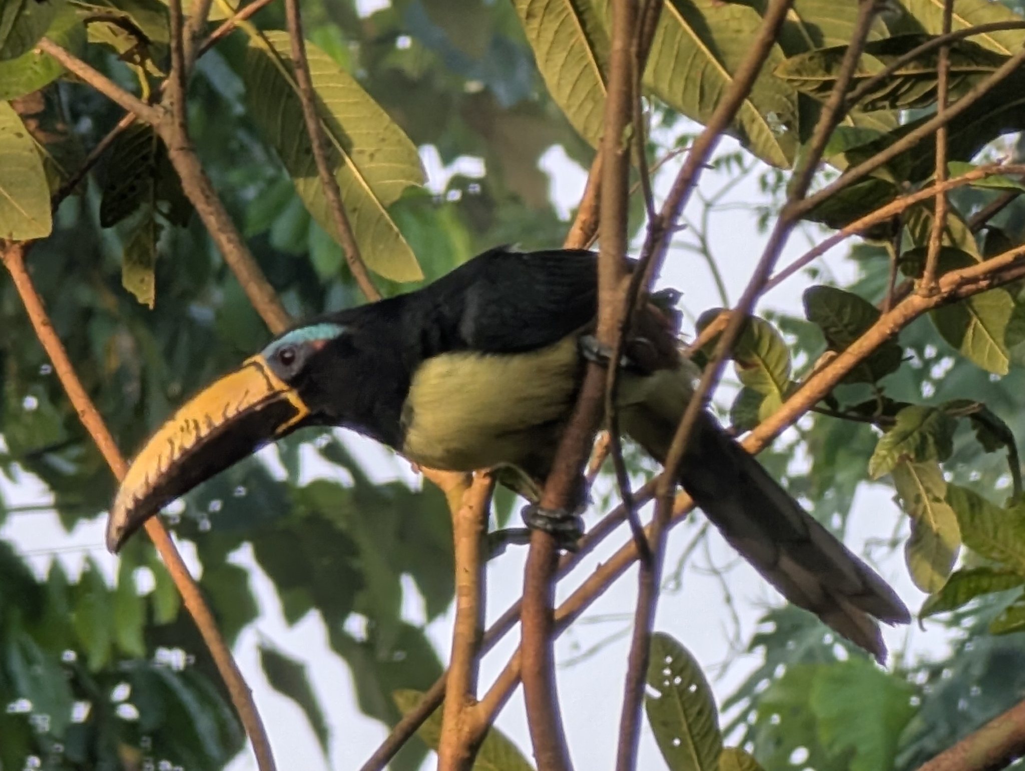 Lettered Aracari (Pteroglossus inscriptus), photo 2