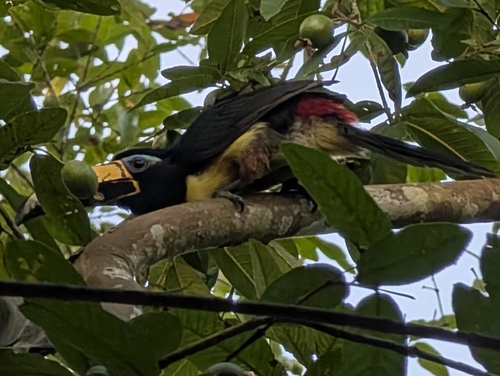 Lettered Aracari (Pteroglossus inscriptus), photo 5