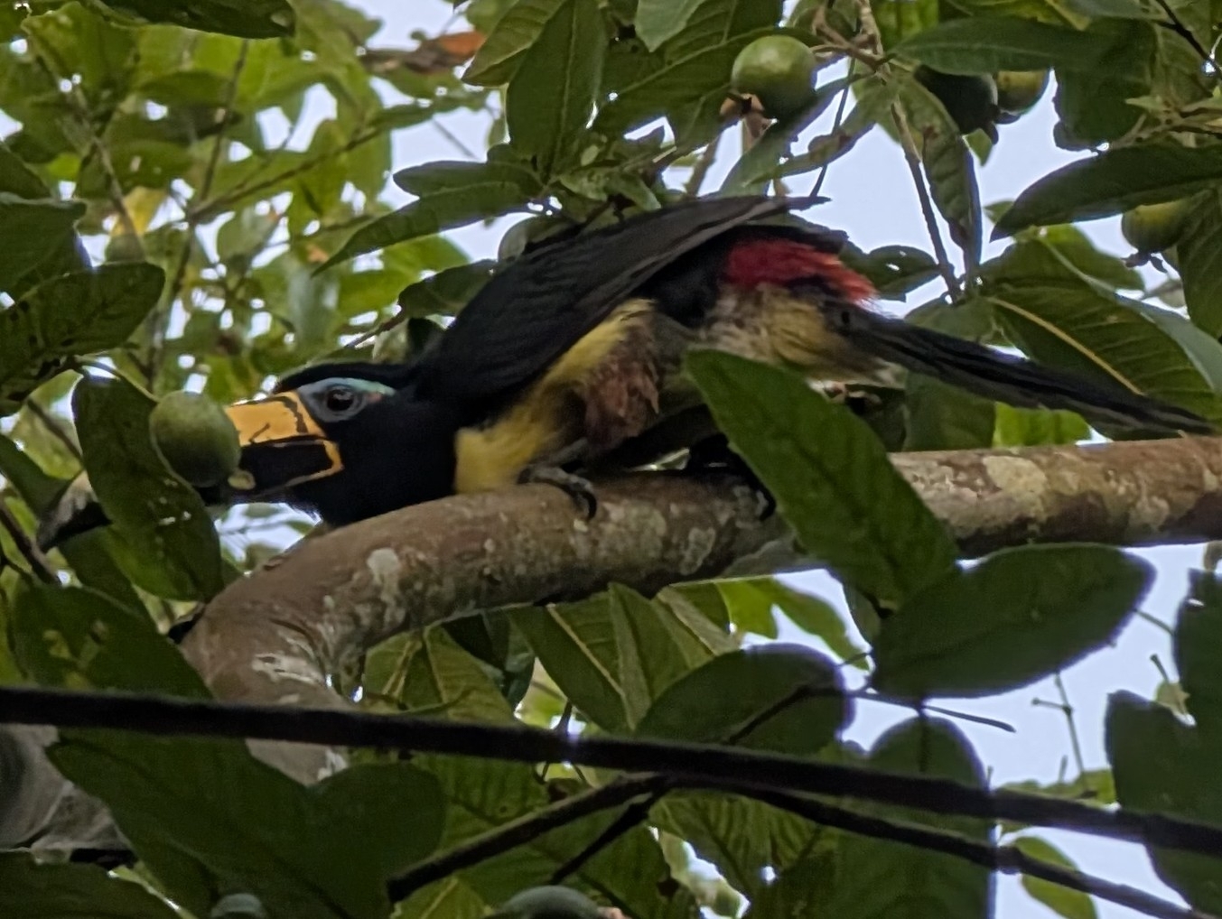 Lettered Aracari (Pteroglossus inscriptus), photo 3