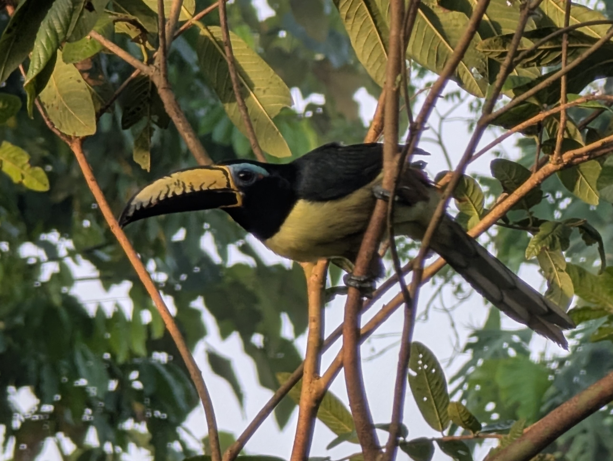 Lettered Aracari (Pteroglossus inscriptus), photo 4