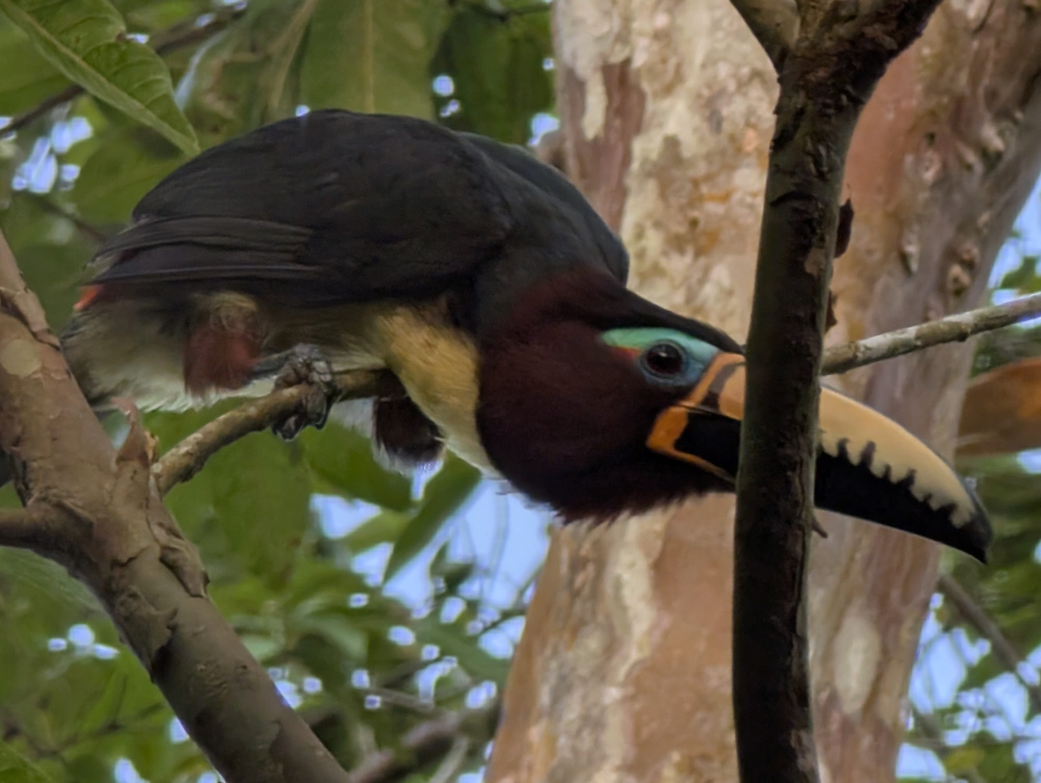 Lettered Aracari (Pteroglossus inscriptus), photo 5