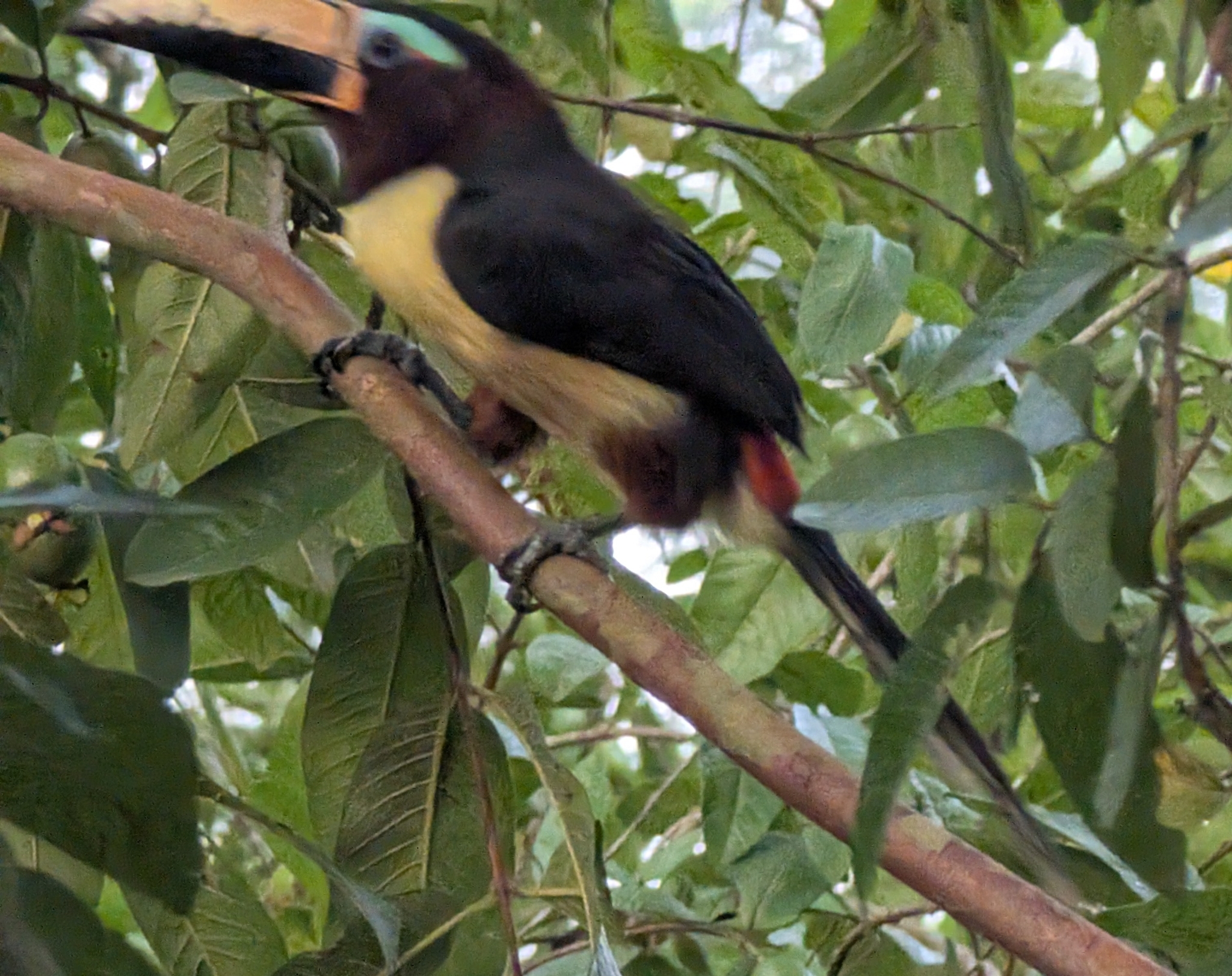 Lettered Aracari (Pteroglossus inscriptus), photo 6