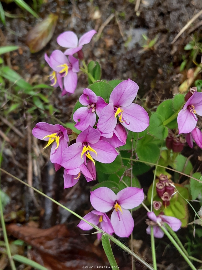 Sonerila robusta