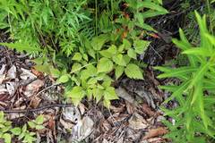 Rubus komarovii