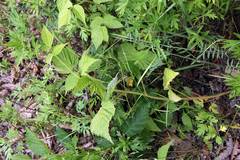 Rubus komarovii