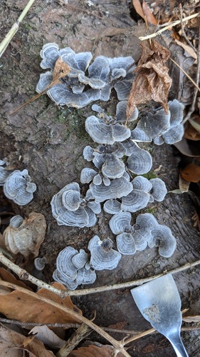 Trametes versicolor