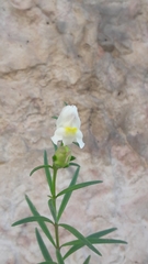 Antirrhinum siculum
