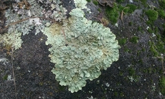 Flavoparmelia haysomii