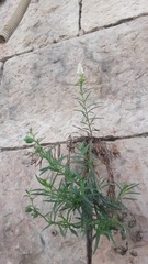 Antirrhinum siculum