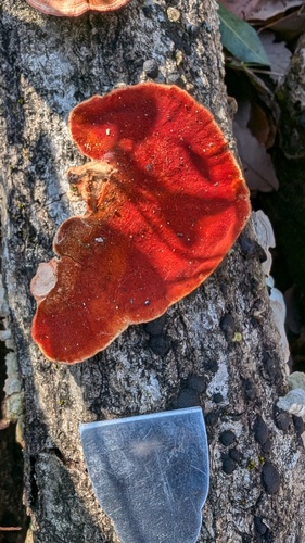 Trametes coccinea