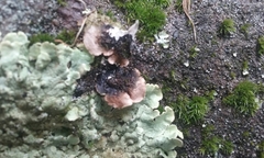 Flavoparmelia haysomii