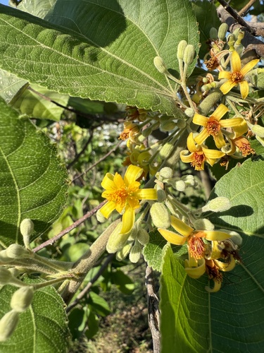 Foto de Phalsa