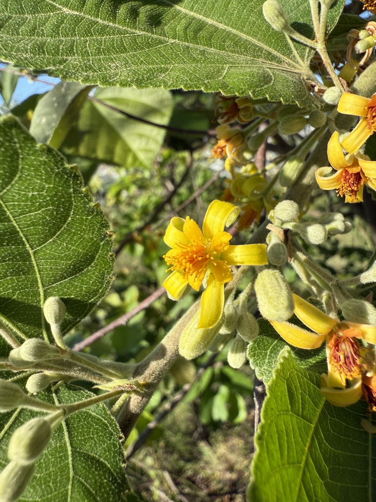 Foto de Phalsa