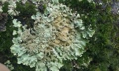 Flavoparmelia haysomii