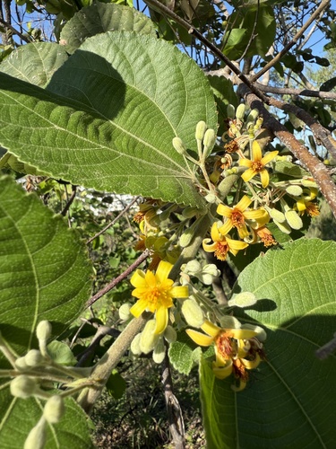 Foto de Phalsa