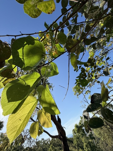 Foto de Phalsa