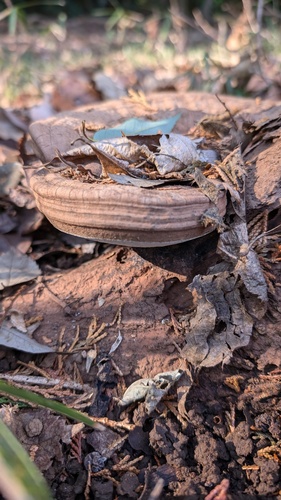 Ganoderma applanatum