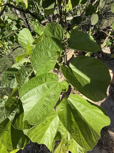 Foto de Phalsa