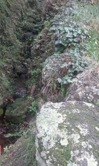 Flavoparmelia haysomii