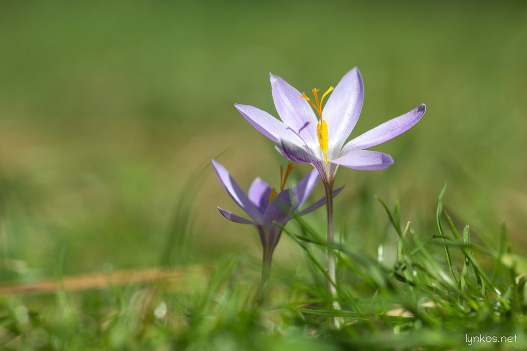 Crocus ilvensis