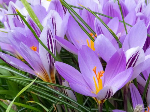 Crocus imperati