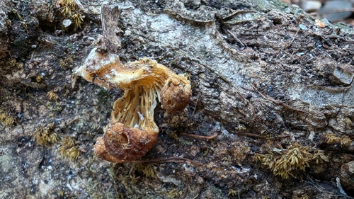 Flammulina velutipes