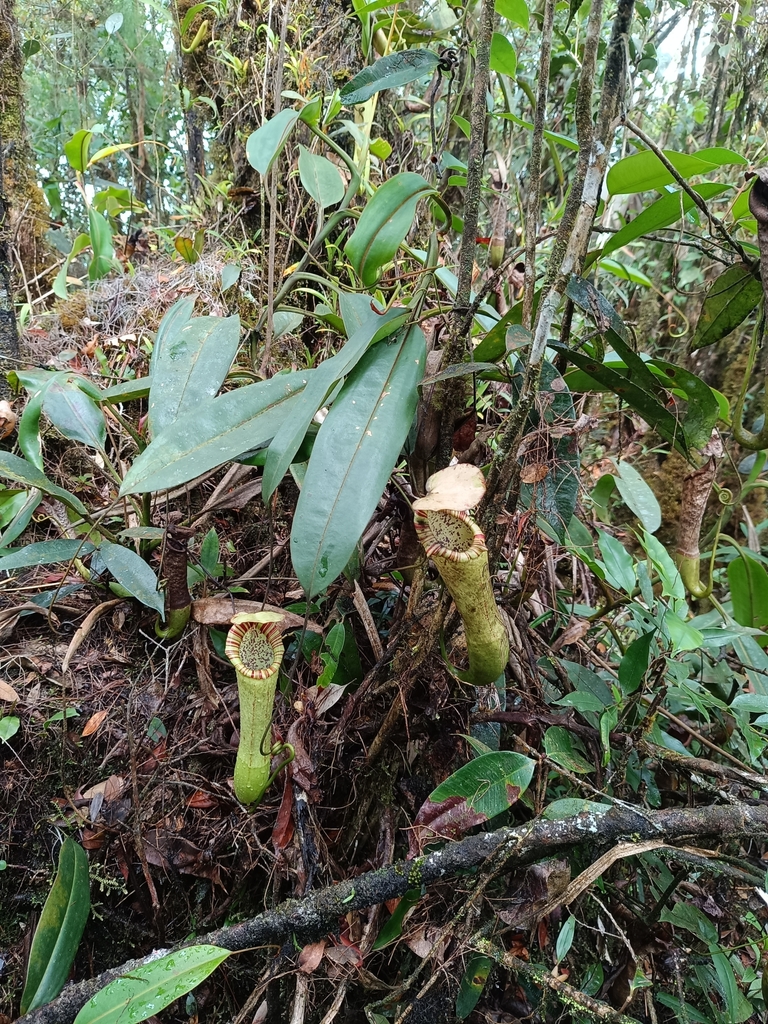 Nepenthes boschiana Korth.