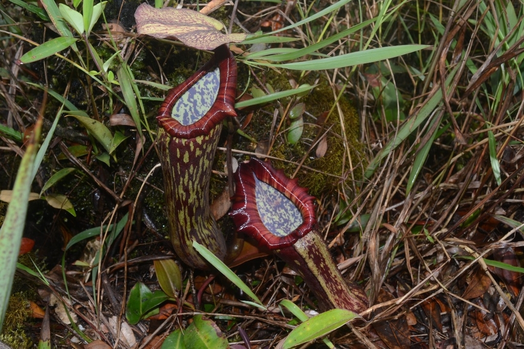 Nepenthes boschiana Korth. 2