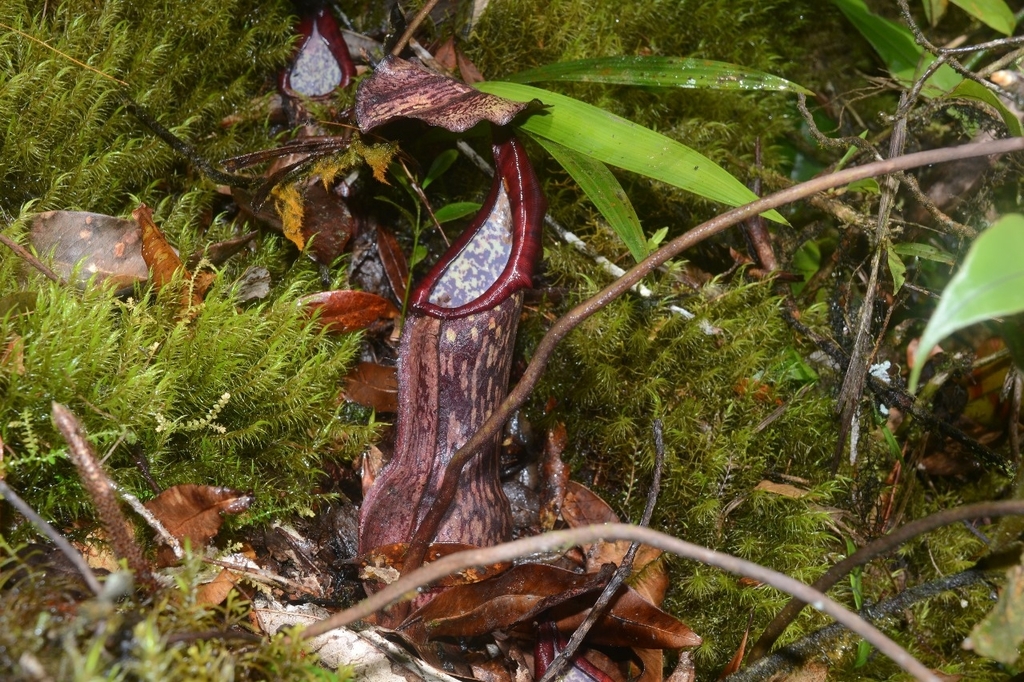 Nepenthes boschiana Korth. 3