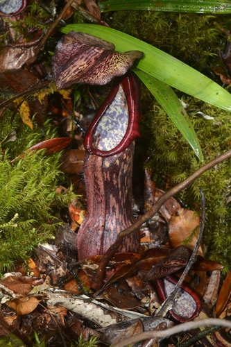 Nepenthes boschiana