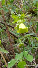 Codonopsis kawakamii