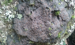 Fuscopannaria subimmixta