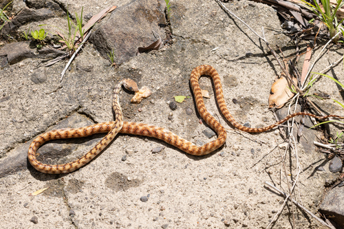 Brown Tree Snake sighting
