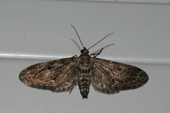 Eupithecia tantillaria