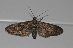 Eupithecia tantillaria