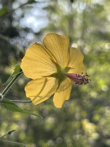 Persian mallow (Abutilon persicum)