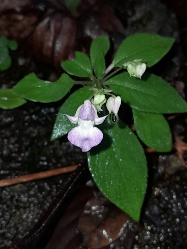 Impatiens thwaitesii observed 2024-11-30