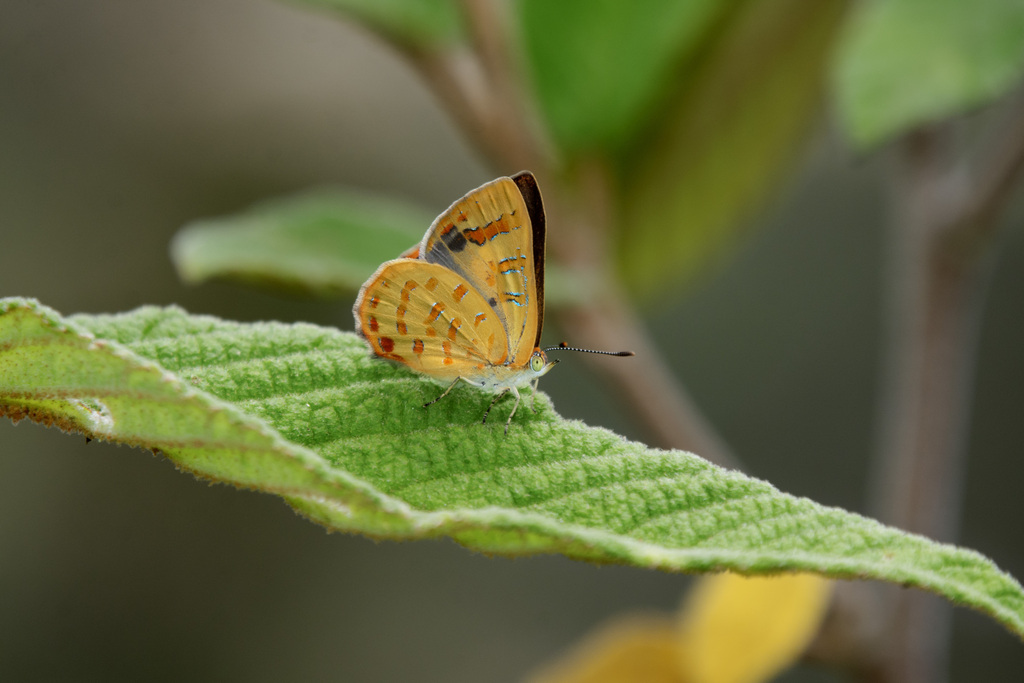 Yellow Jewel