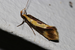 Harpella forficella