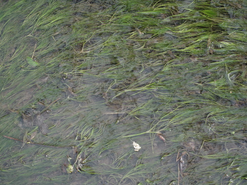 Stream Water-crowfoot (Ranunculus penicillatus)