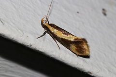 Harpella forficella