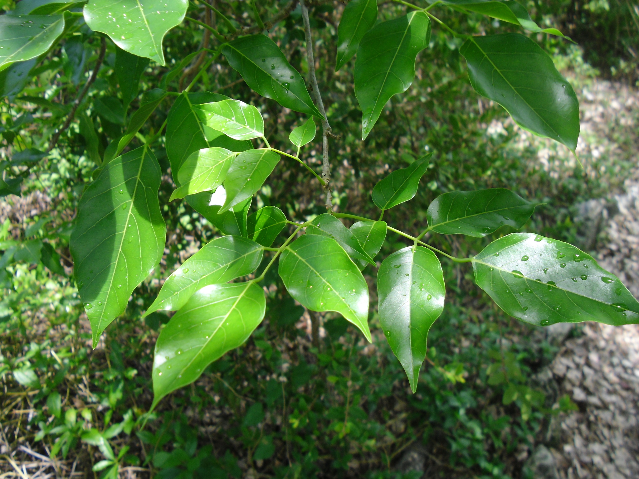 sandalwood leaves Padhegaon Shrirampur Ahmednagar Maharashtra India South  Asia, Stock Photo, Picture And Rights Managed Image. Pic. DPA-VIS-188242 |  agefotostock