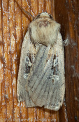 Pseudohermonassa flavotincta