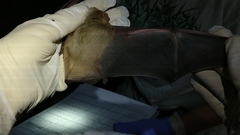 Lasiurus xanthinus
