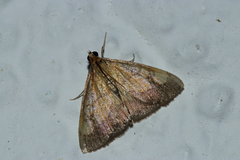 Evergestis limbata