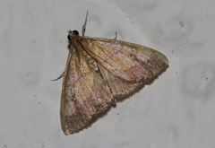 Evergestis limbata