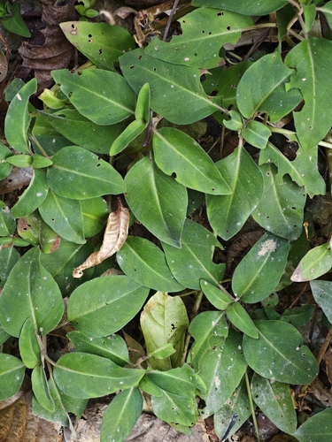 Lysimachia alfredi
