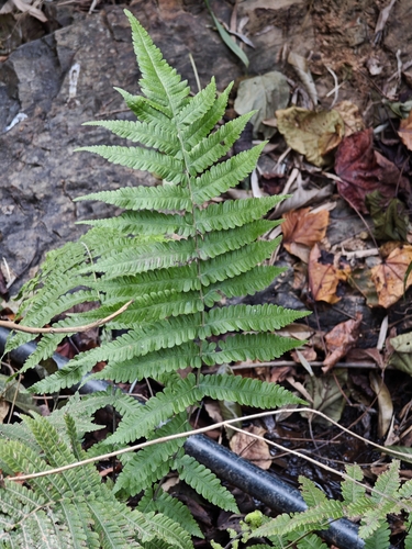 Parasitic Tri-vein Fern