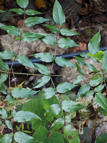 Aralia spinifolia