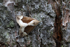 Hypena crassalis